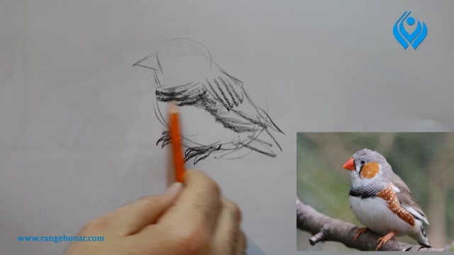 آموزش طراحی از پرندگان