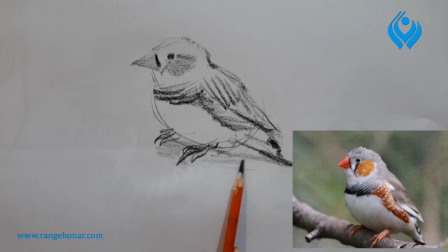 آموزش گام به گام طراحی از پرنده