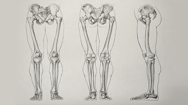 آناتومی پا و نحوه قرارگیری استخوان ها